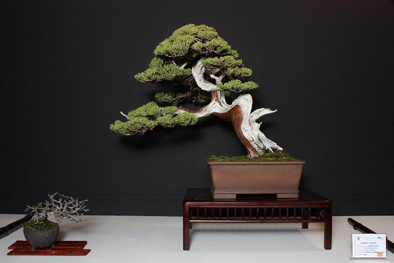 Bonsai, cay the, cay canh nghe thuat, cây cảnh nghệ thuật